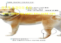 생활속의 반려동물에 대해서-3