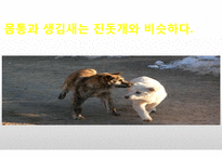 생활속의 반려동물에 대해서-4