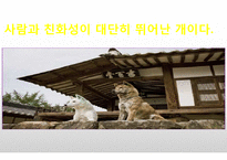 생활속의 반려동물에 대해서-5