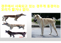 생활속의 반려동물에 대해서-6