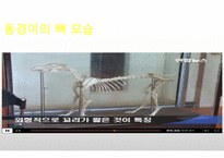 생활속의 반려동물에 대해서-7
