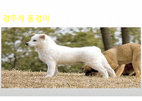 생활속의 반려동물에 대해서-9
