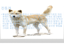 생활속의 반려동물에 대해서-12