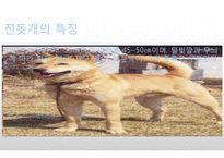 생활속의 반려동물에 대해서-13