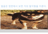 생활속의 반려동물에 대해서-14