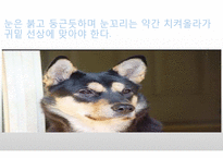 생활속의 반려동물에 대해서-15