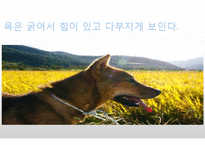 생활속의 반려동물에 대해서-16