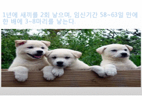 생활속의 반려동물에 대해서-17