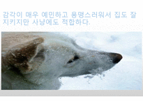 생활속의 반려동물에 대해서-18