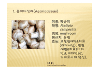채소 원예총론 - 식물 형태학적 분류-2