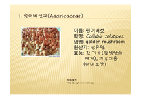 채소 원예총론 - 식물 형태학적 분류-3