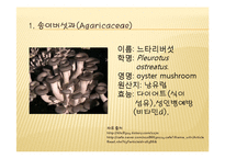 채소 원예총론 - 식물 형태학적 분류-4