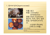 채소 원예총론 - 식물 형태학적 분류-5