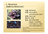 채소 원예총론 - 식물 형태학적 분류-6