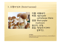 채소 원예총론 - 식물 형태학적 분류-7