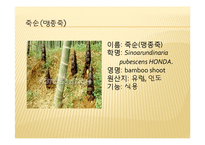 채소 원예총론 - 식물 형태학적 분류-11