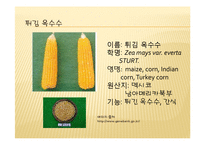 채소 원예총론 - 식물 형태학적 분류-12