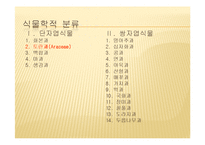 채소 원예총론 - 식물 형태학적 분류-13