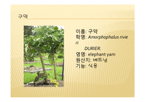 채소 원예총론 - 식물 형태학적 분류-14