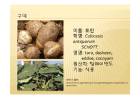 채소 원예총론 - 식물 형태학적 분류-15