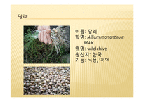 채소 원예총론 - 식물 형태학적 분류-17