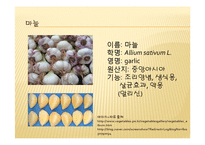 채소 원예총론 - 식물 형태학적 분류-19