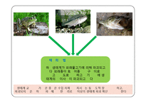 환경과학 - 최근 오염사례 및 고찰-11
