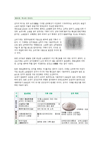 김치에 대해서 레포트-4