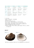 [해양학] 유용패류의 종류와 특징-6