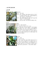 생활과원예 - 실내 정원 꾸미기-1
