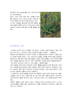 빈센트 반 고흐 - 고흐가 다룬 주제들-9