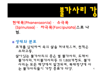 무척추동물 - 극피동물에 대해서-4