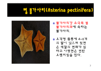 무척추동물 - 극피동물에 대해서-7