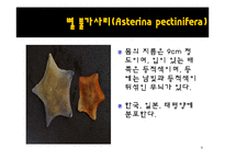 무척추동물 - 극피동물에 대해서-8