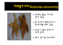 무척추동물 - 극피동물에 대해서-10