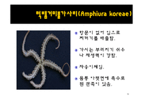 무척추동물 - 극피동물에 대해서-13