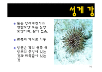 무척추동물 - 극피동물에 대해서-14