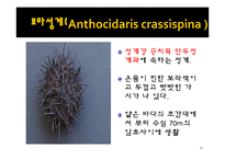 무척추동물 - 극피동물에 대해서-17