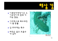 무척추동물 - 극피동물에 대해서-19