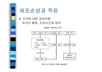 [의학] 세포손상과 적응-2