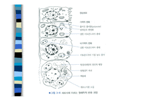[의학] 세포손상과 적응-14
