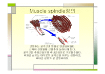 [운동치료학] 골지건과 근방추[Muscle spindle, Golgi tendon organ]-2