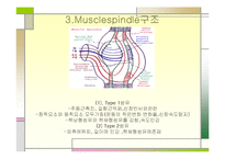 [운동치료학] 골지건과 근방추[Muscle spindle, Golgi tendon organ]-4