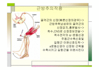 [운동치료학] 골지건과 근방추[Muscle spindle, Golgi tendon organ]-7