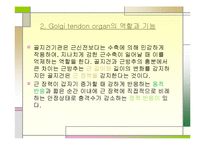 [운동치료학] 골지건과 근방추[Muscle spindle, Golgi tendon organ]-9