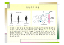 [운동치료학] 골지건과 근방추[Muscle spindle, Golgi tendon organ]-10