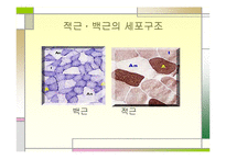 [운동치료학] 골지건과 근방추[Muscle spindle, Golgi tendon organ]-14