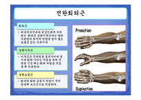 [운동치료학] 주관절과 전완복합체-11