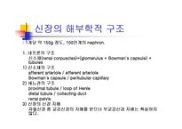 [기초치료학] 신장생리-2