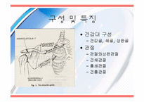 [운동치료] 견관절(Shoulder Joint) 해부학적 구조와 손상후 재활-2